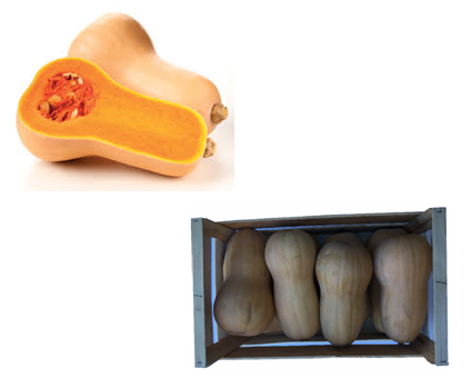 butternut