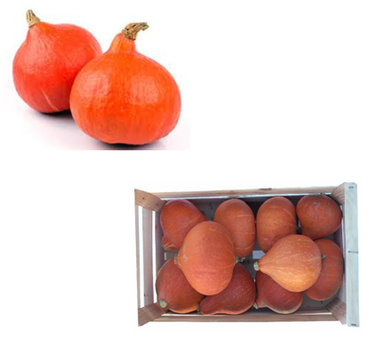 Potimarron